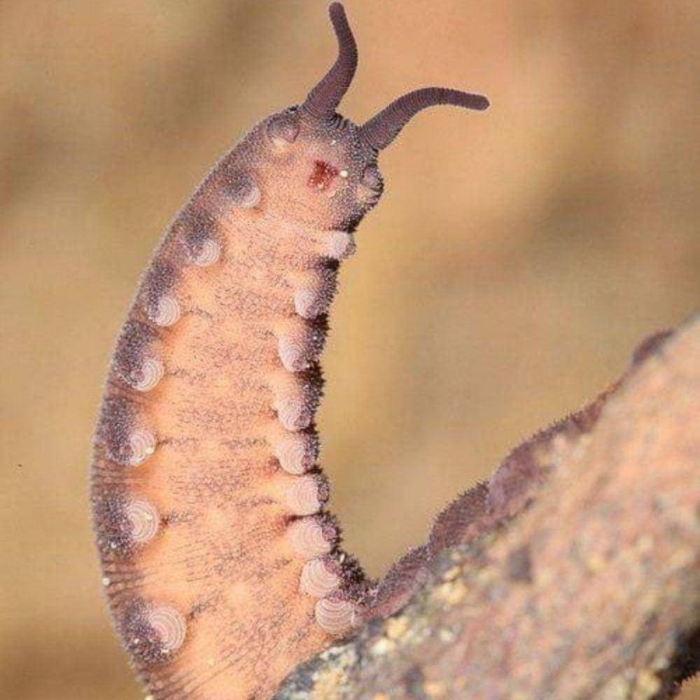 Worm A. Livinbrain