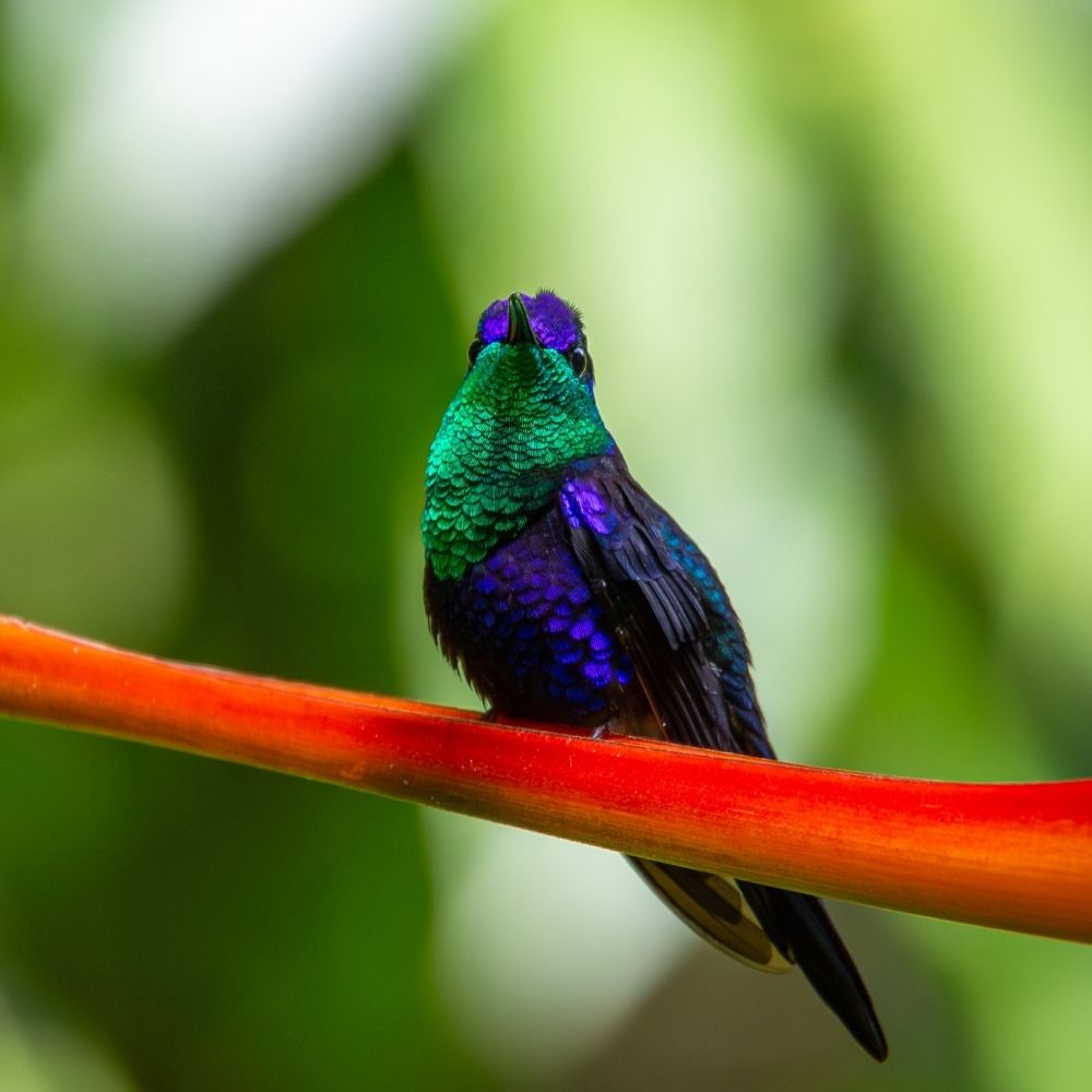 Chelton's Bird and Wildlife Photography