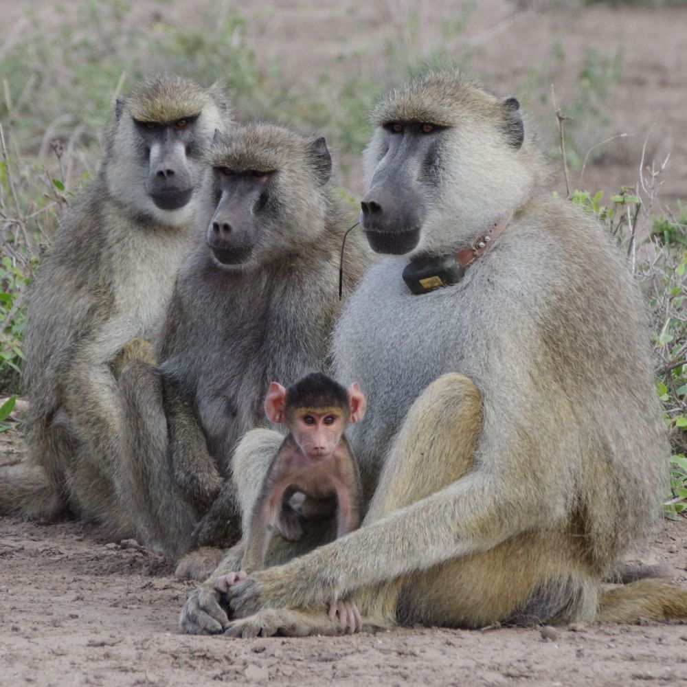 Amboseli Baboon Research Project