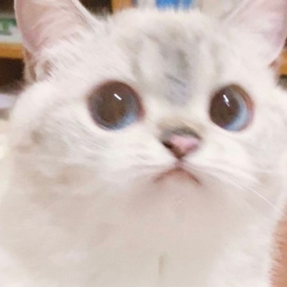 몽롱