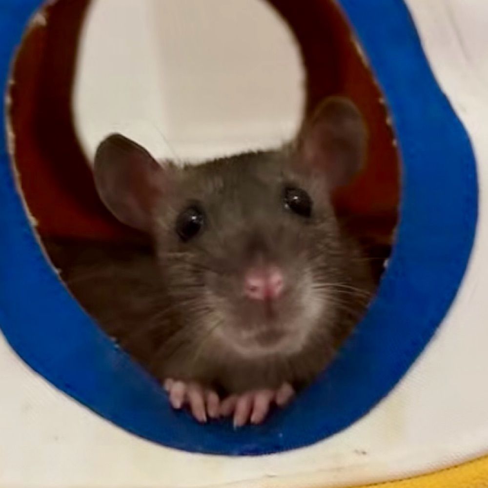 Lucy with the Rats