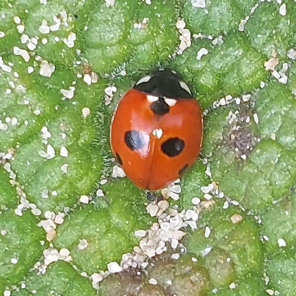 (((bugs))) xo