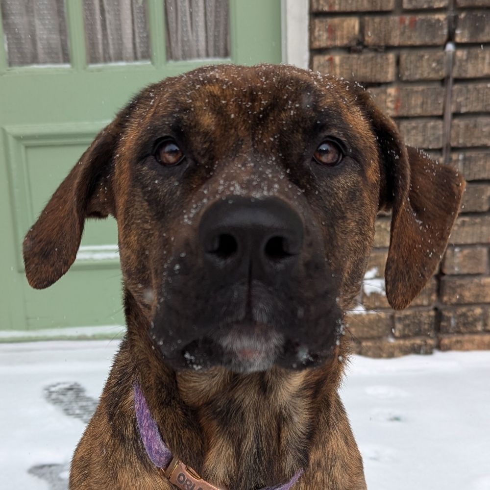 Lekkerdog 🇨🇦