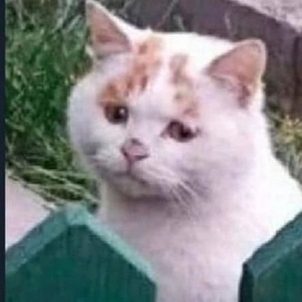 Noah Cat