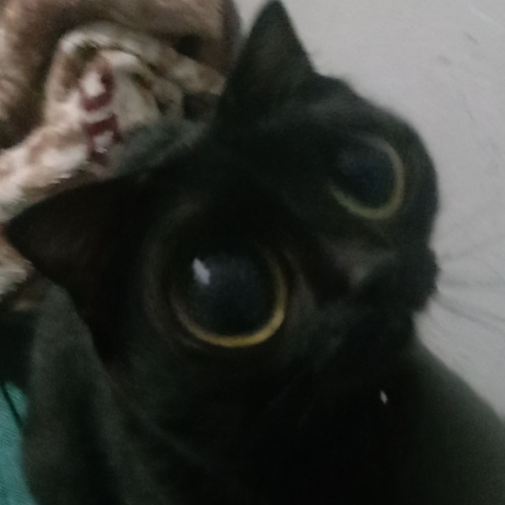 Gata siamês 