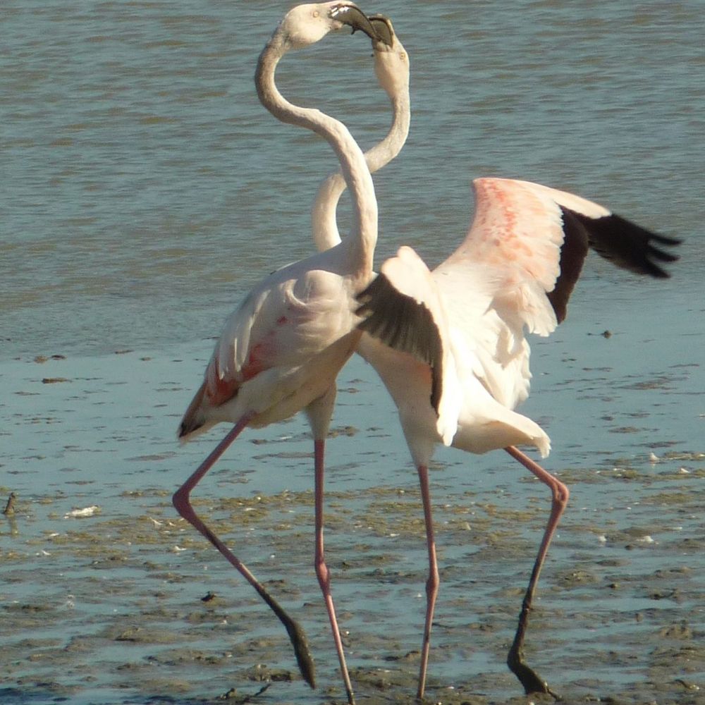 David Peetz' friends & birds account