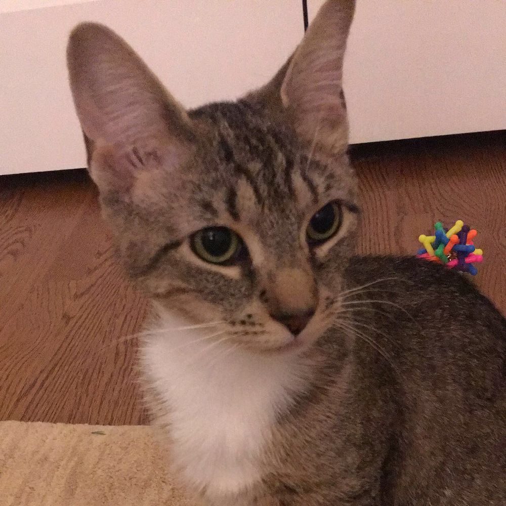 MeowMeowMeow