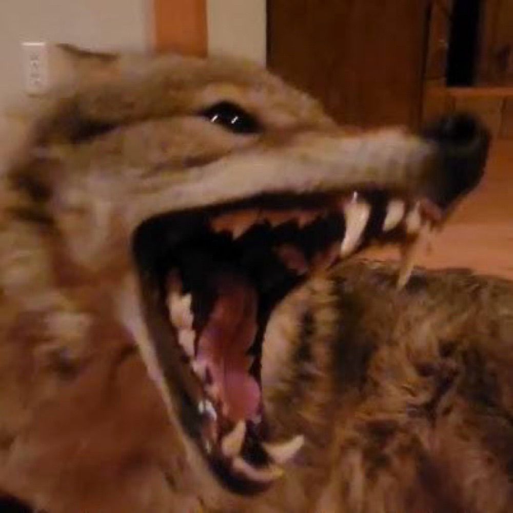 Horny animal