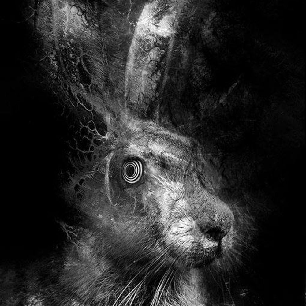 Hare's Breath Records