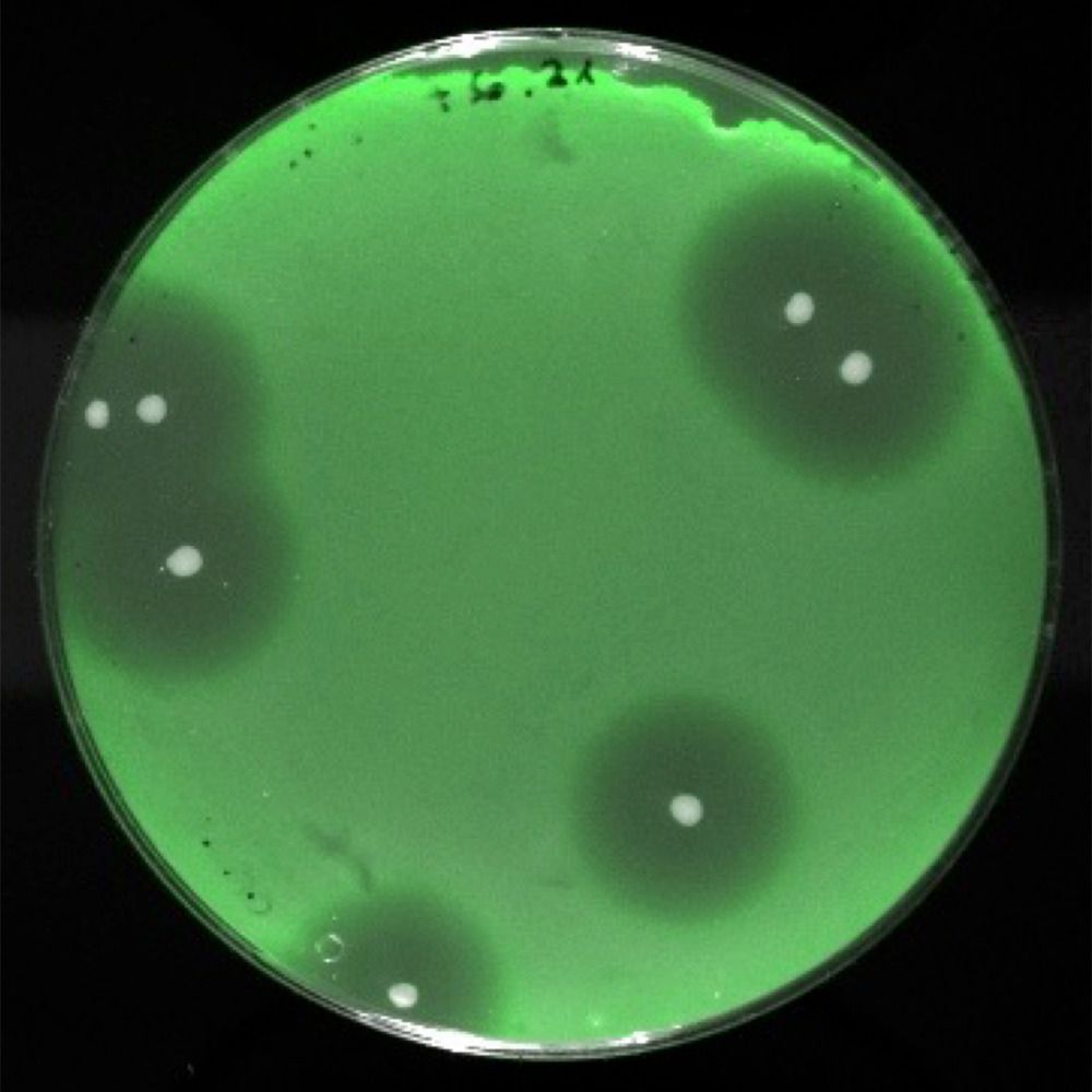 Profile picture bacteriocins.bsky.social