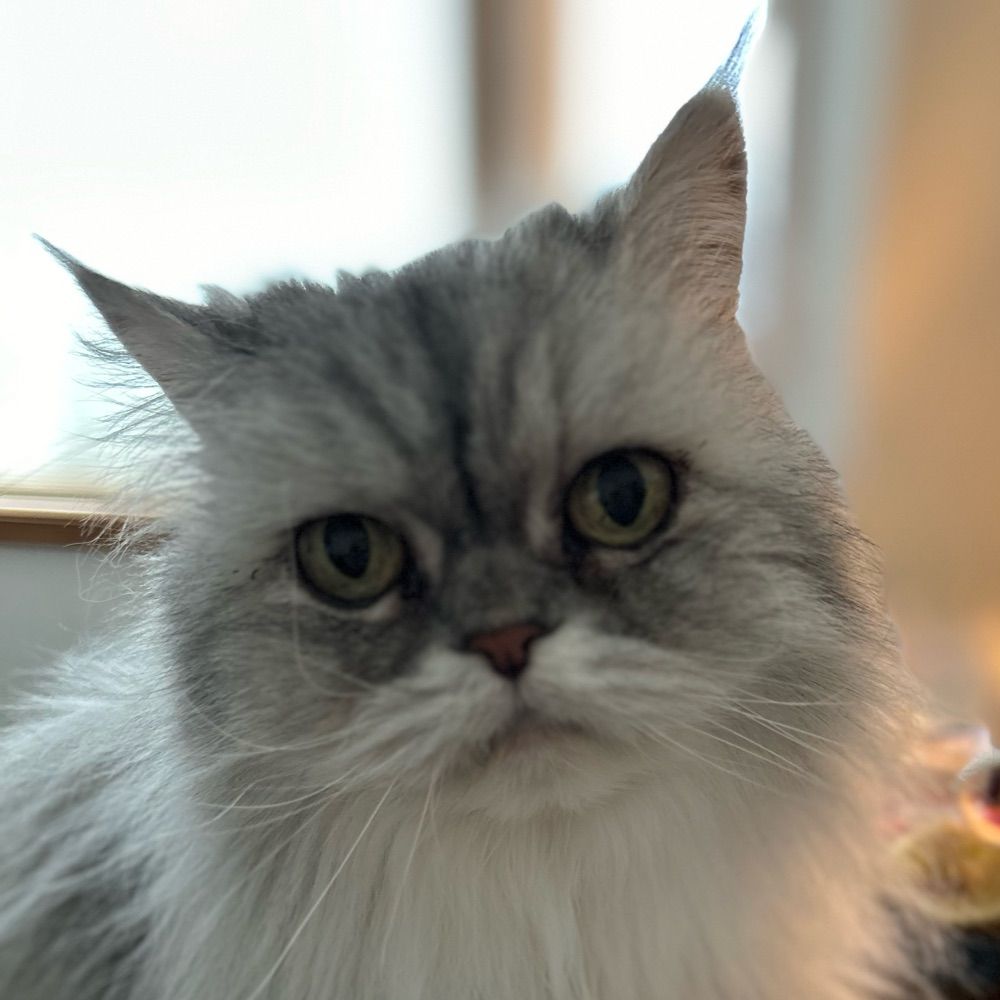 Tinkerbell the Persian Cat