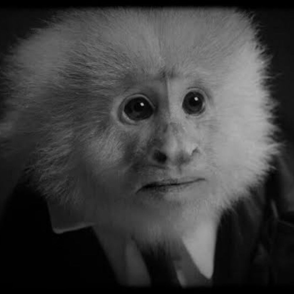 Macaco Noir do David Lynch