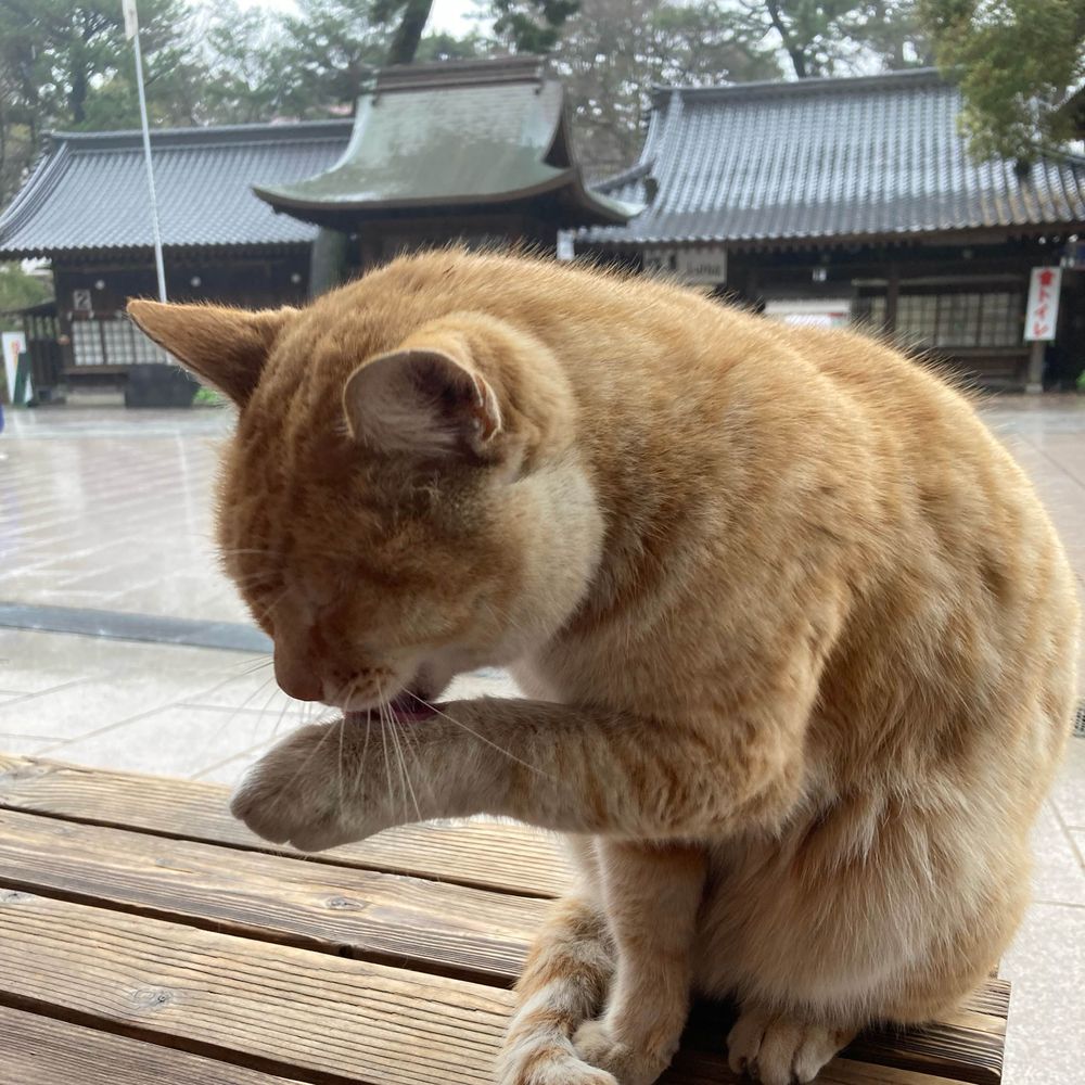 とんこ