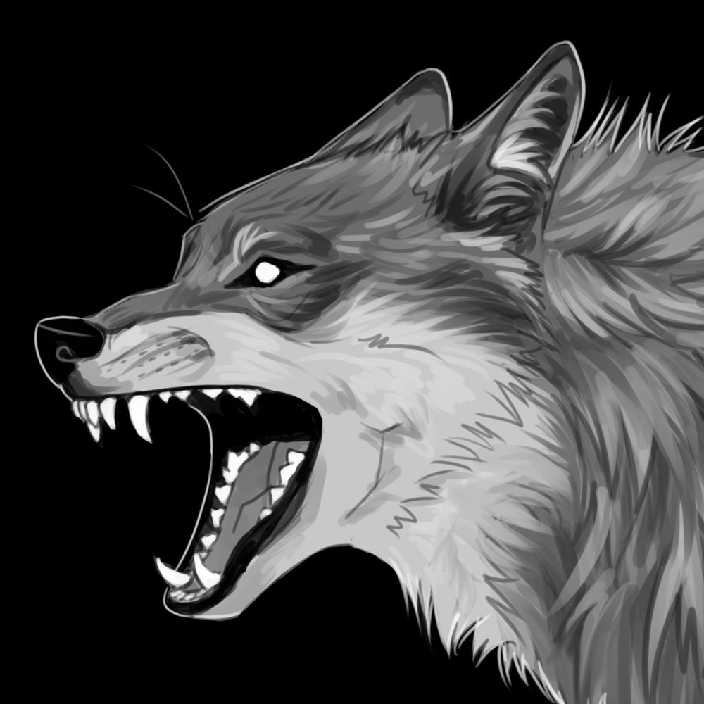 wolfssketches