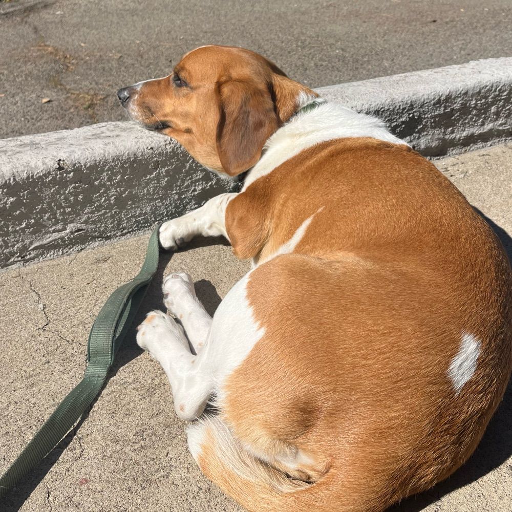 Flan the magic bagel hound