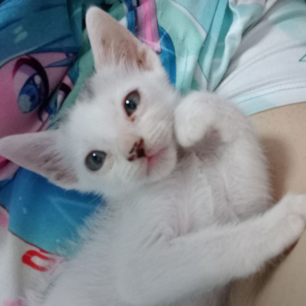 Akari