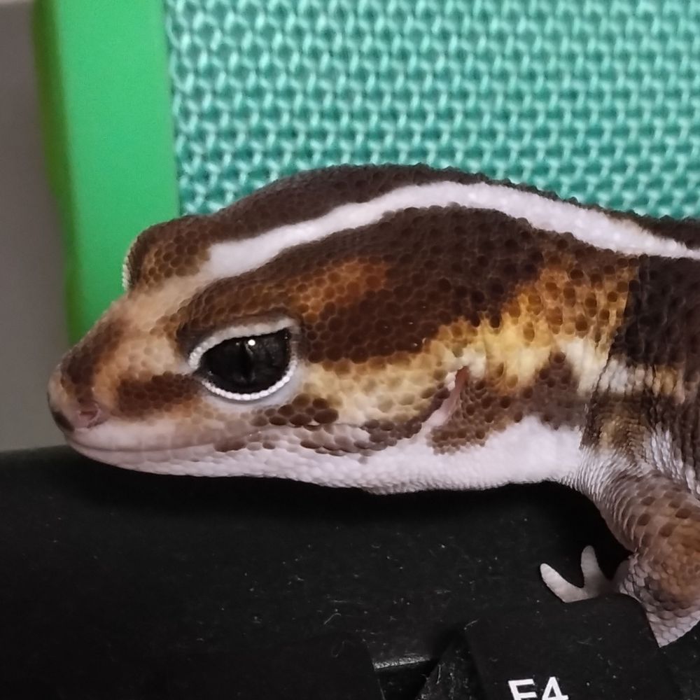 ちゃたろう