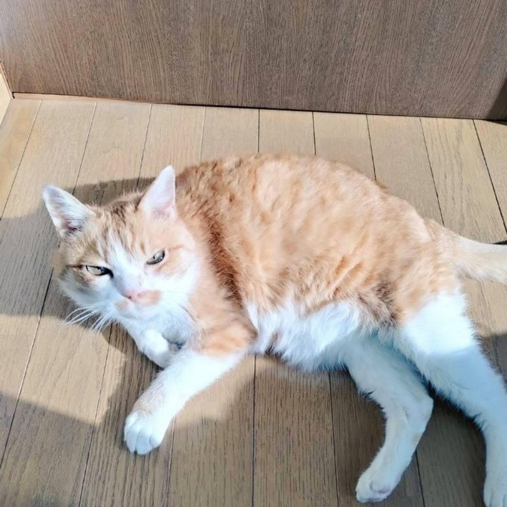 みキャン