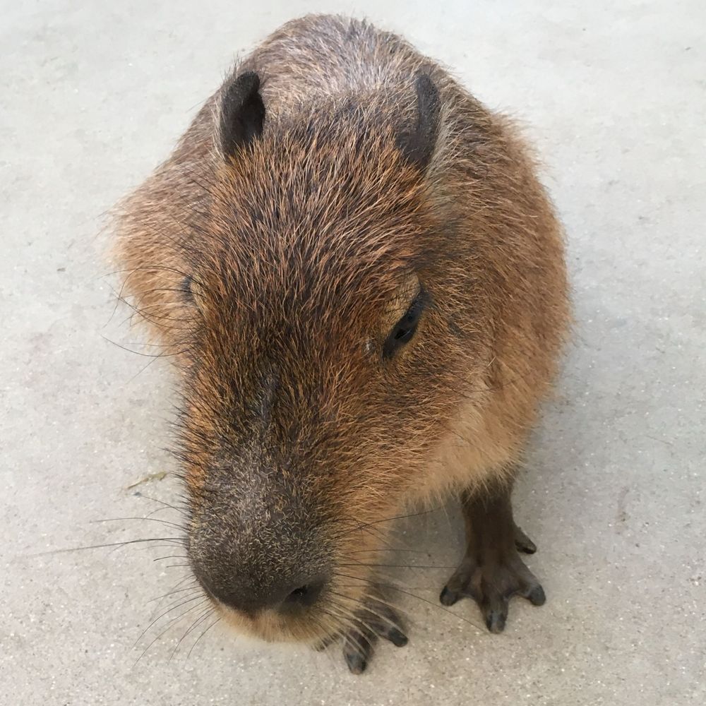 ふき