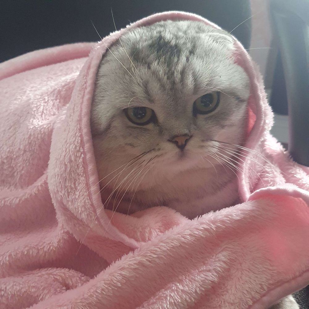 Veru the blahaj mom
