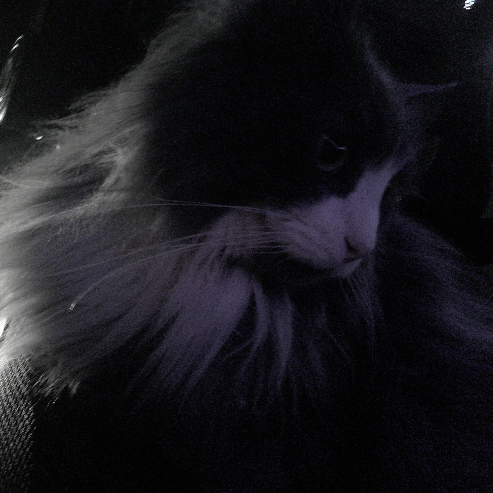 🖤Tippy🖤