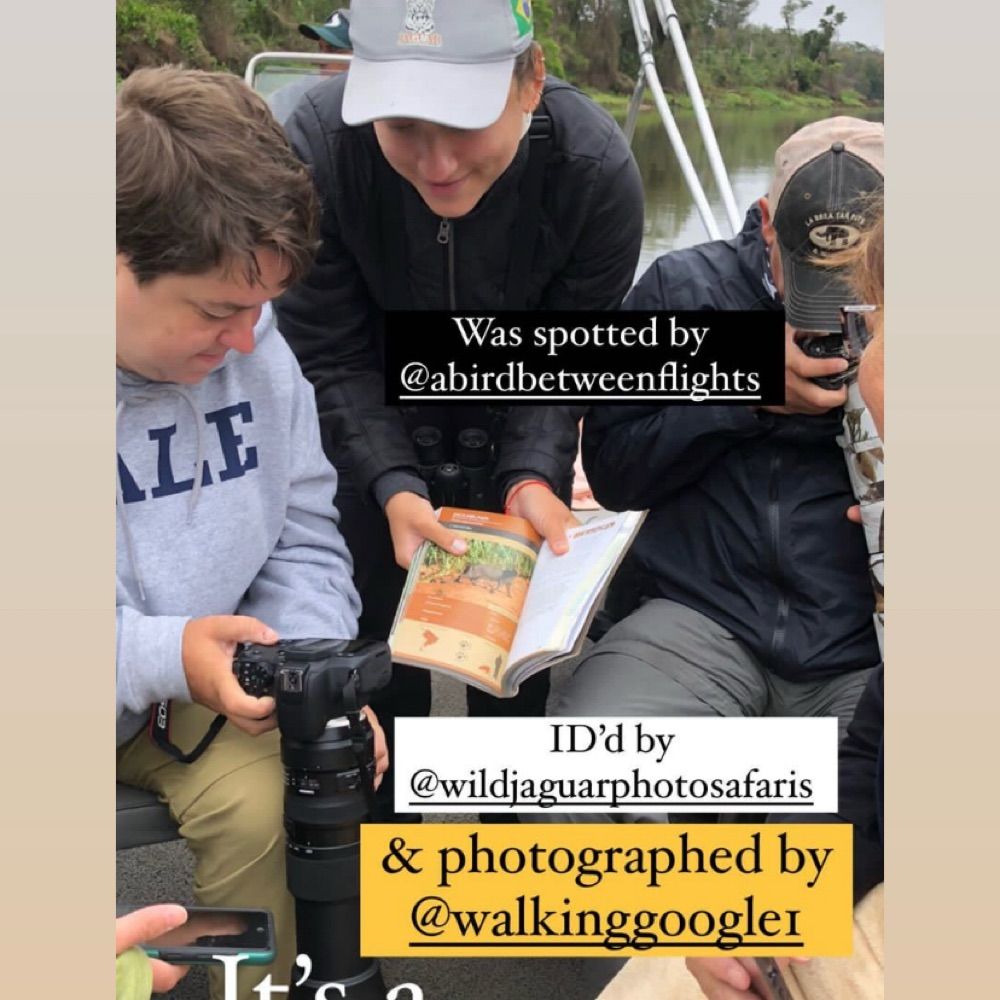 The Walking Bird Nerd