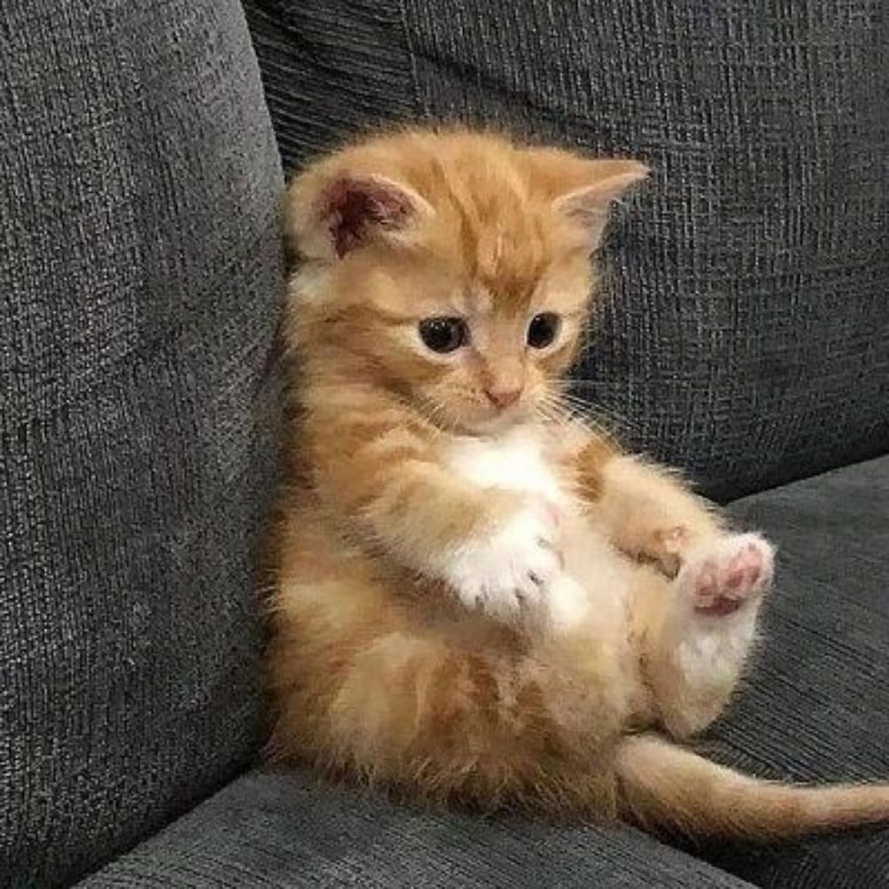 육오