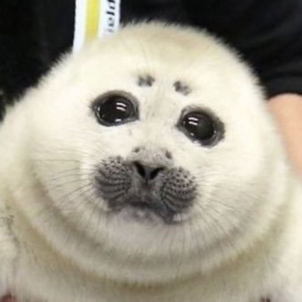 Moerush
