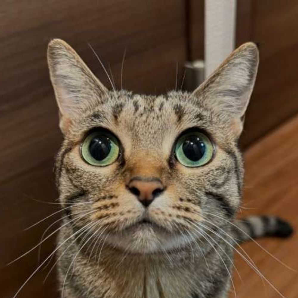 Kairo
