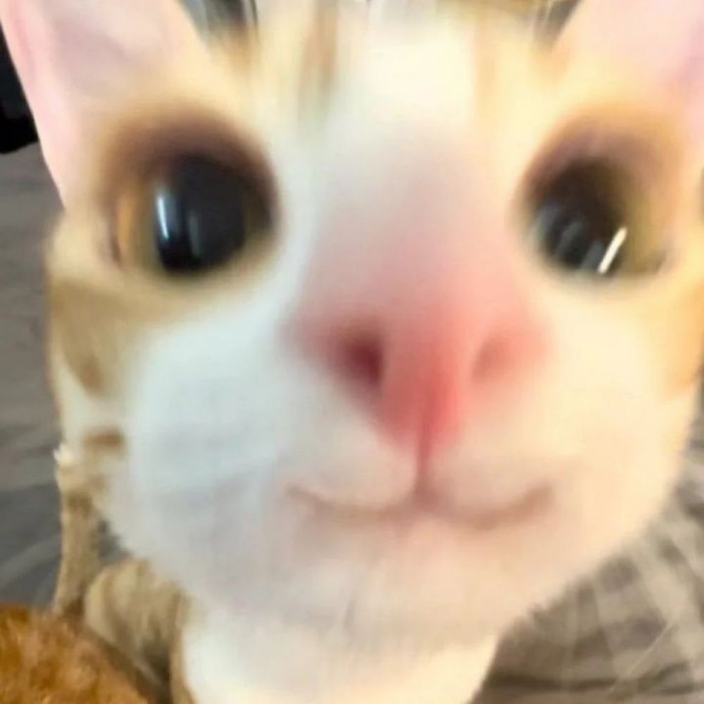 avivsita