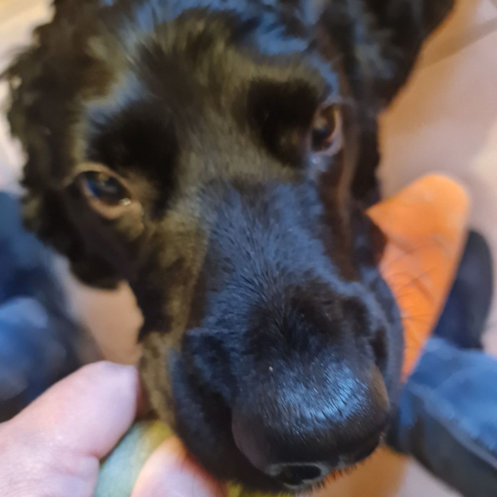 Vito 