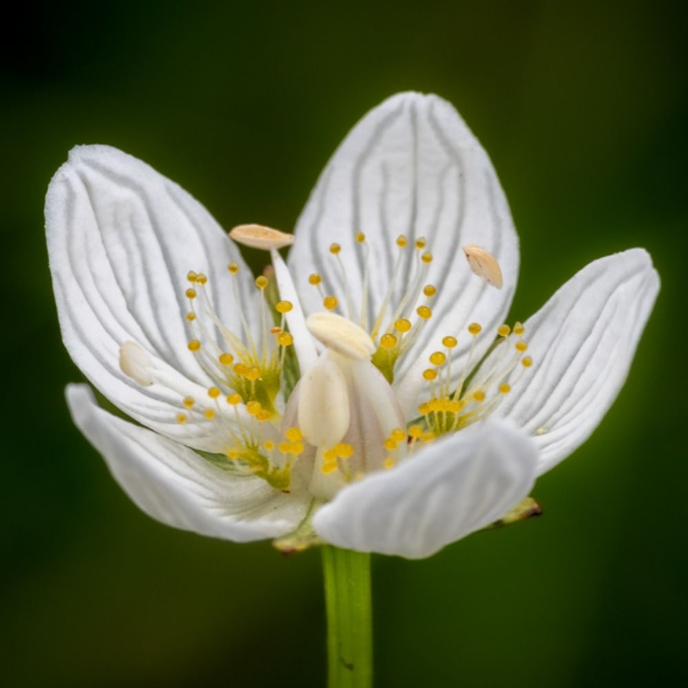 Friends of Lye Valley