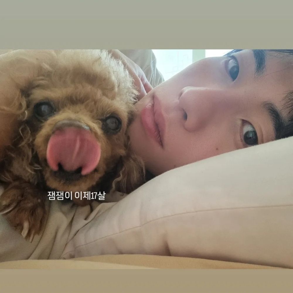 안레