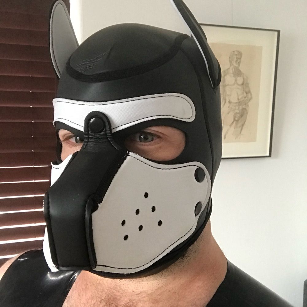 Pup in Padding