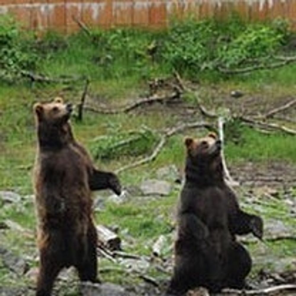 two bears watching stuff's avatar