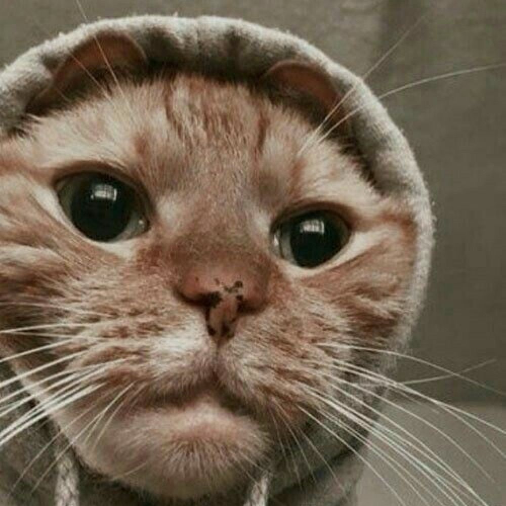 FelineEmpire