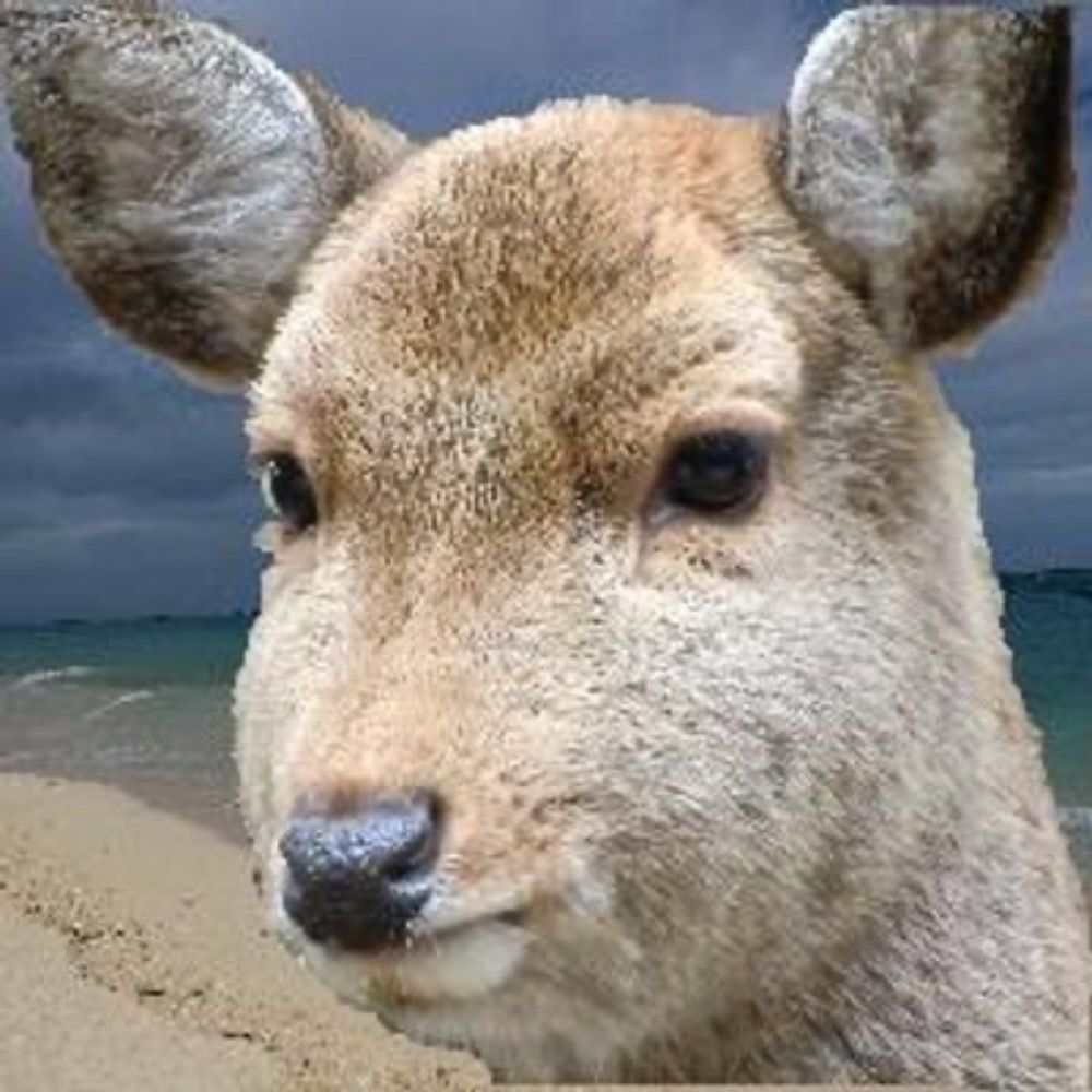 Cの人