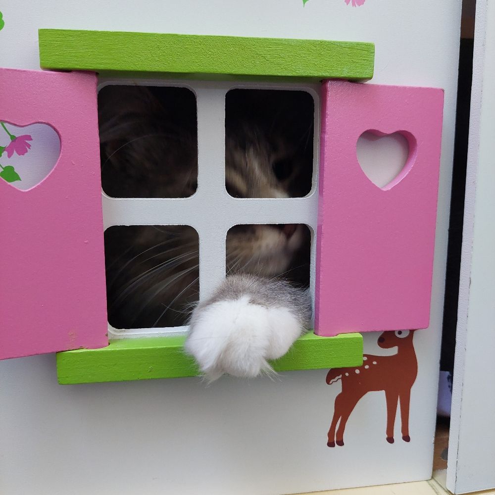 Kate of The Newlands Cat House
