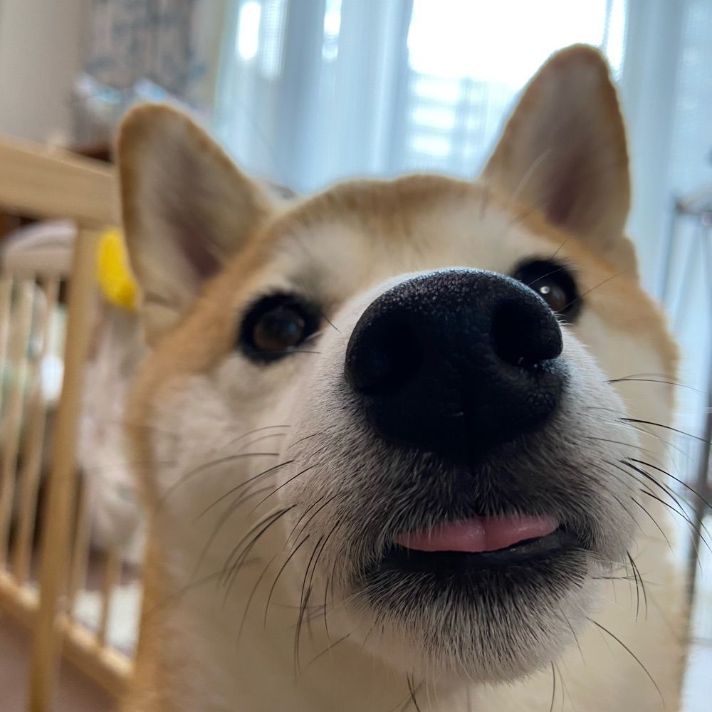 ガムチ