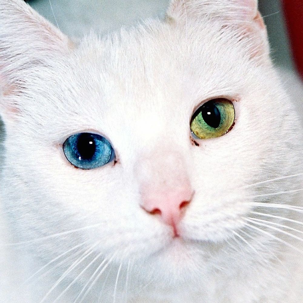 氷猫