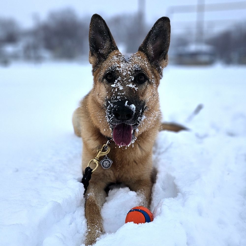 Heidi