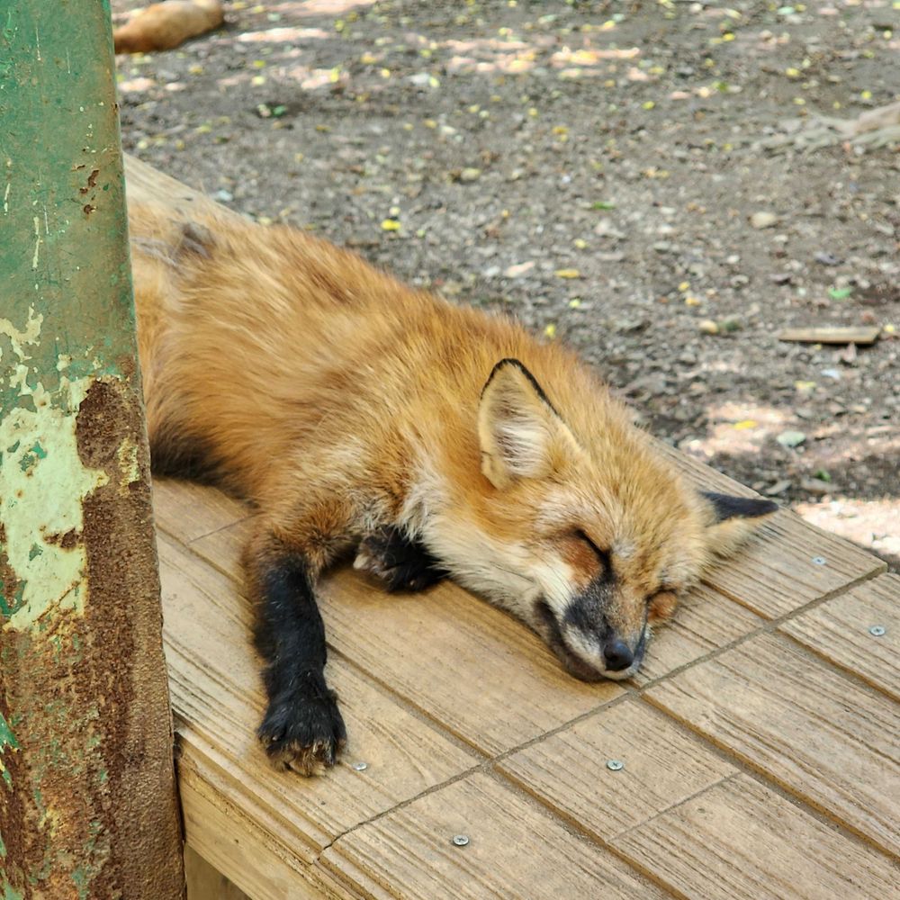 ギディオン