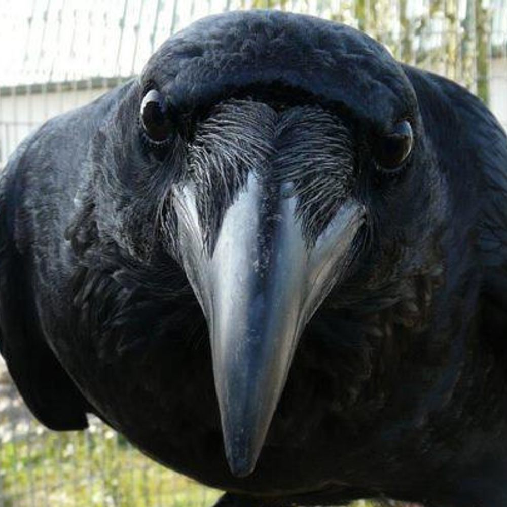 TJ Crow