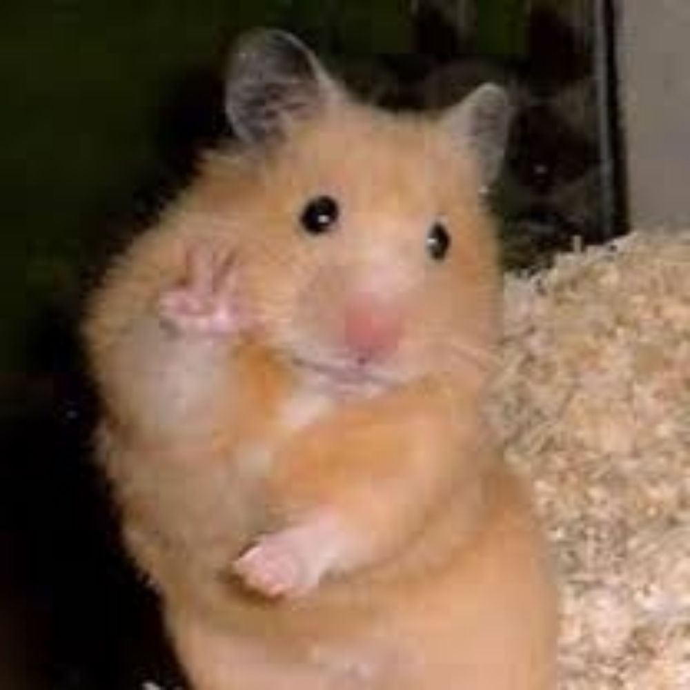 Bibi