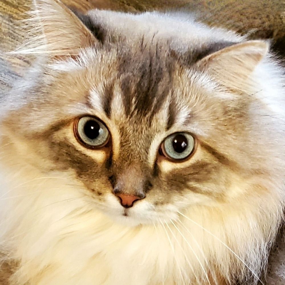 Lis