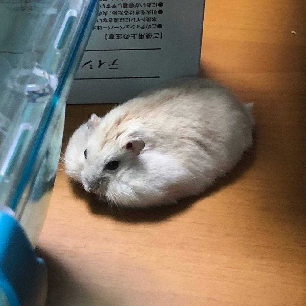 もちむら