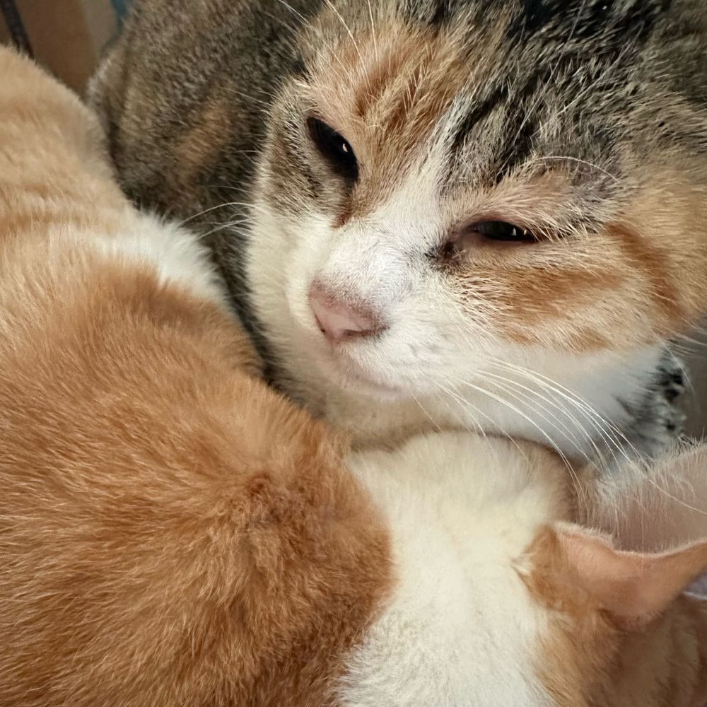 猫屋敷