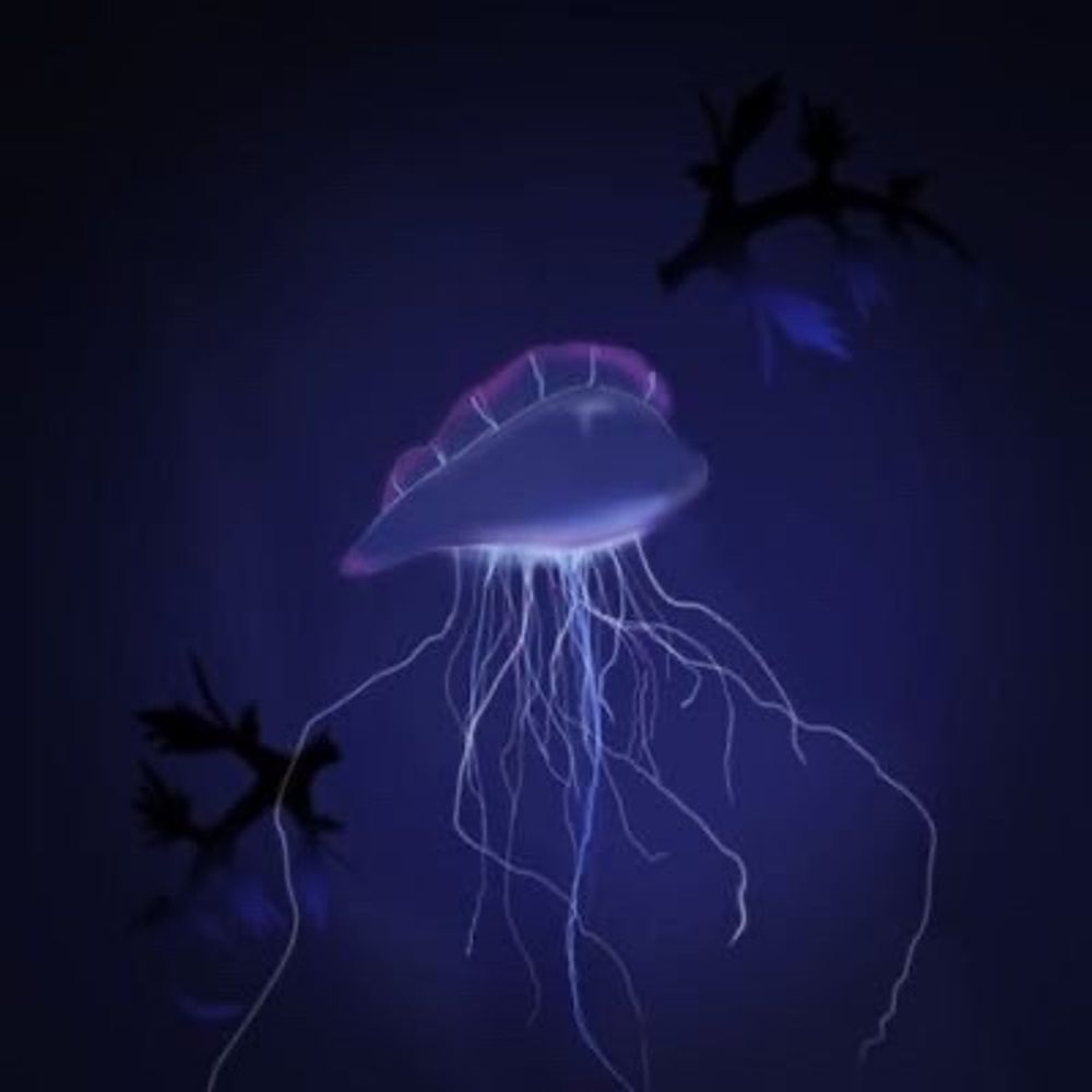 Physalia