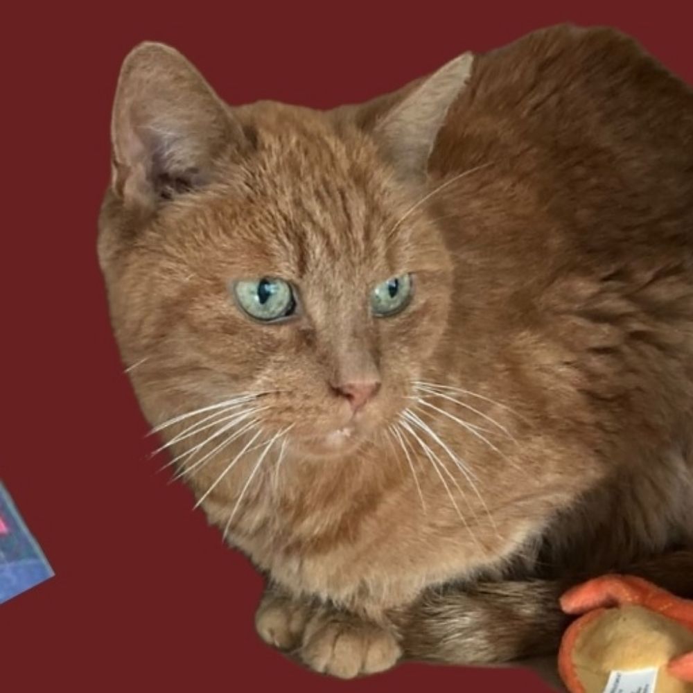 RedcatNF