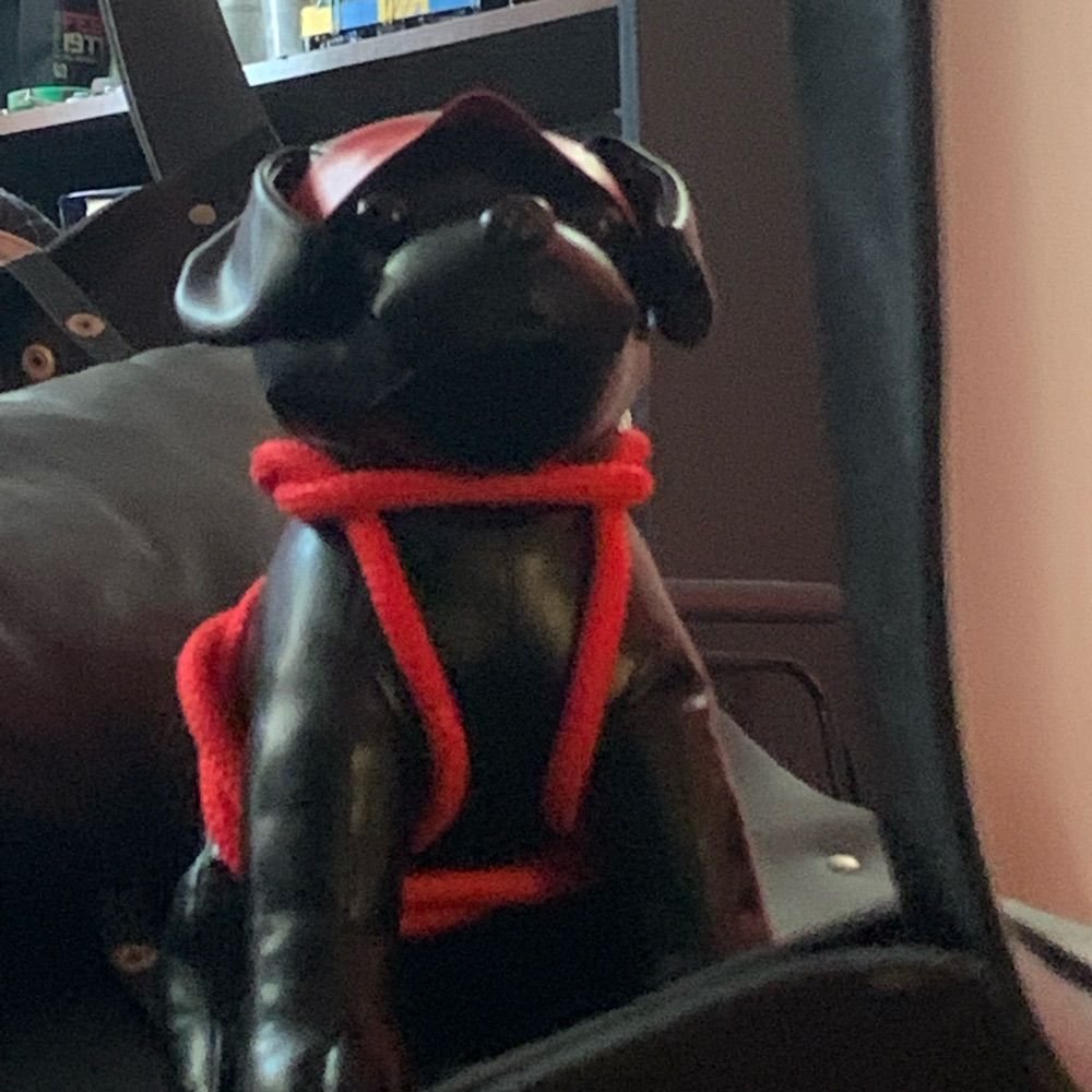 Pup Disko NSFW 18+
